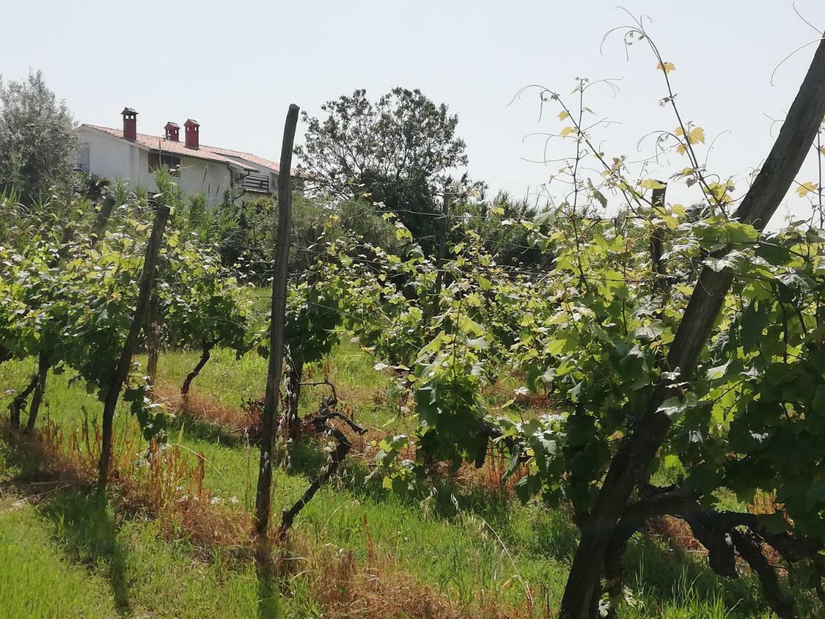Peaceful View Appartamento Capodistria